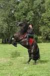 pferdefotos friese