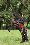 pferdefotos friese
