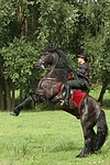pferdefotos friese
