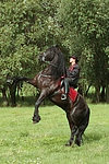 pferdefotos friese