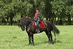 pferdefotos friese
