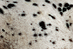 pferdefotos appaloosa