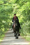 pferdefotos friese