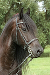 pferdefotos friese