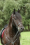 pferdefotos friese