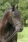pferdefotos friese