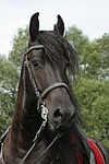 pferdefotos friese