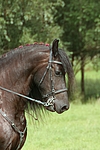 pferdefotos friese