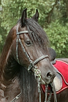 pferdefotos friese