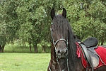 pferdefotos friese