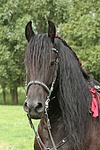 pferdefotos friese