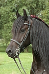 pferdefotos friese