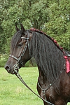 pferdefotos friese