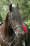 pferdefotos friese