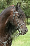 pferdefotos friese