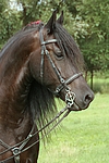 pferdefotos friese