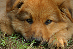 hundefotos harzer_fuchs