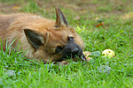 hundefotos harzer_fuchs