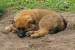 hundefotos harzer_fuchs