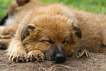 hundefotos harzer_fuchs