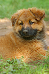 hundefotos harzer_fuchs