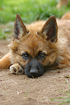 hundefotos harzer_fuchs