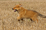 hundefotos harzer_fuchs