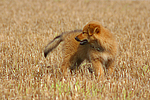 hundefotos harzer_fuchs