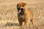 hundefotos harzer_fuchs