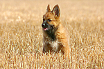 hundefotos harzer_fuchs