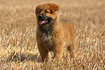 hundefotos harzer_fuchs
