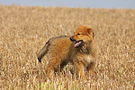 hundefotos harzer_fuchs