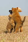 hundefotos harzer_fuchs