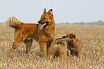 hundefotos harzer_fuchs
