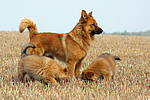 hundefotos harzer_fuchs