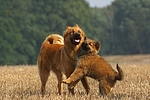 hundefotos harzer_fuchs