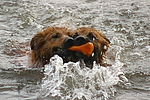 hundefotos harzer_fuchs