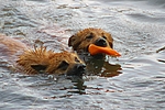 hundefotos harzer_fuchs