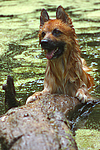 hundefotos harzer_fuchs