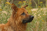 hundefotos harzer_fuchs