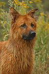 hundefotos harzer_fuchs