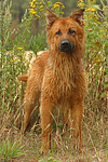 hundefotos harzer_fuchs