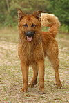 hundefotos harzer_fuchs