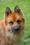 hundefotos harzer_fuchs