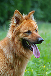 hundefotos harzer_fuchs