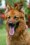 hundefotos harzer_fuchs