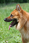 hundefotos harzer_fuchs