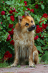 hundefotos harzer_fuchs