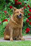 hundefotos harzer_fuchs
