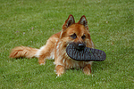 hundefotos harzer_fuchs